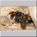 Wegwespenstreit-04 10mm schwarz oeffnet Nest - rot verschliesst es immer wieder.jpg